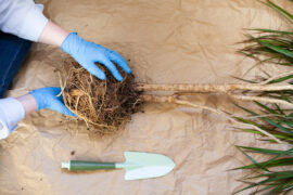 Dracaena houseplant with root system in female hands on craft paper background. Transplanting and repotting home flowers. Home plants care concept. Selective focus.