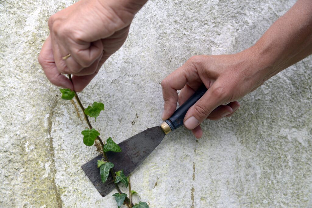 Enlever du lierre grimpant d'un mur avec une spatule