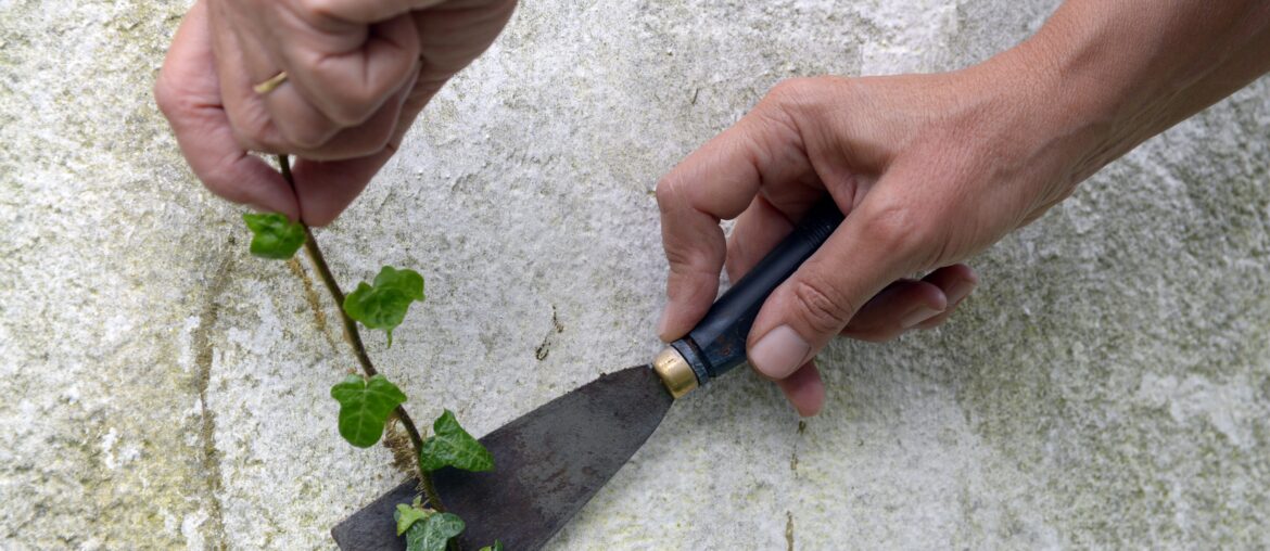 Enlever du lierre grimpant d'un mur avec une spatule