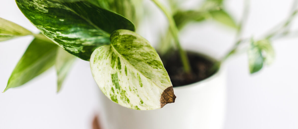 epipremnum marble queen with a brown spot