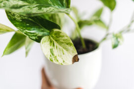 epipremnum marble queen with a brown spot