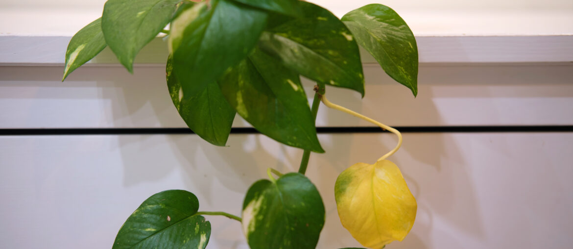 Epipremnum aureum with withered yellow leaves, houseplant disease