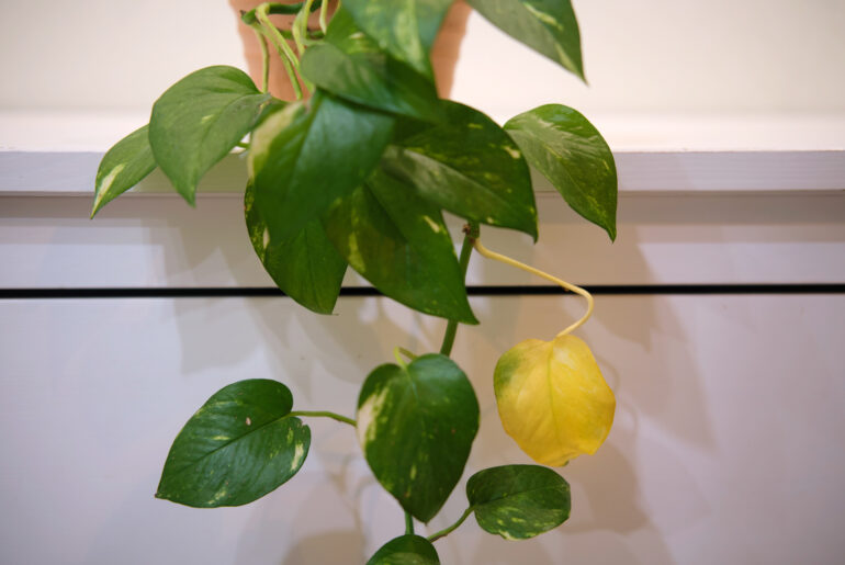 Epipremnum aureum with withered yellow leaves, houseplant disease