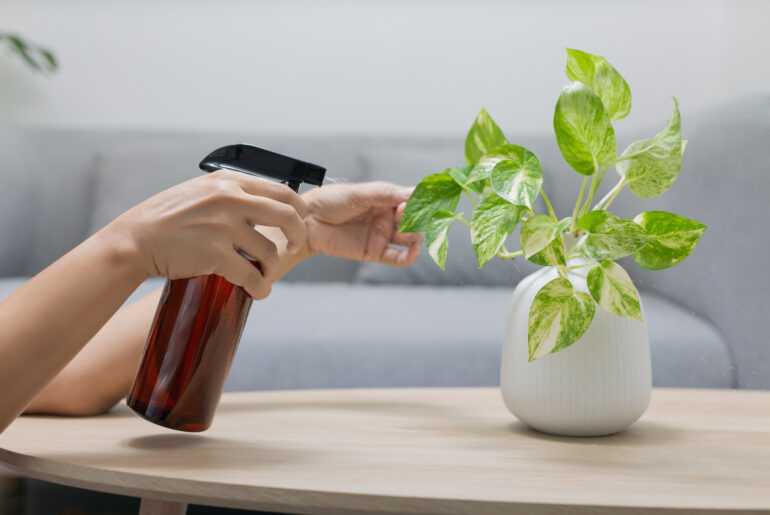 The woman is spraying Liquid fertilizer the foliar feeding on the golden pothos on the wooden table in the living room.