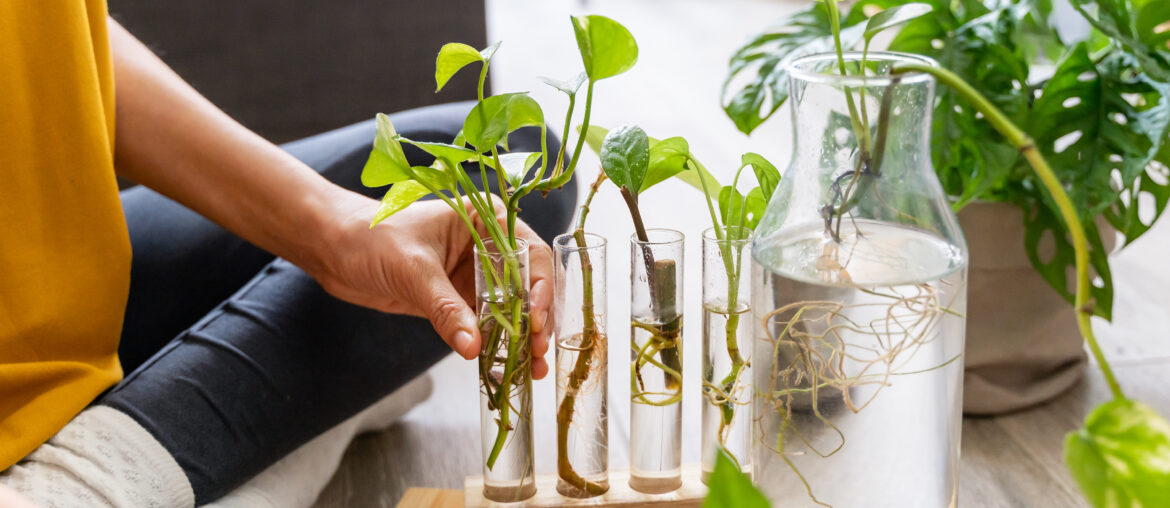 Hands of an unrecognizable person putting plant cuttings in water.