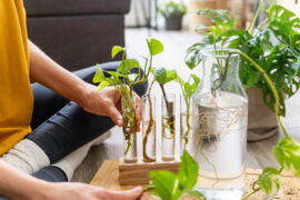 Hands of an unrecognizable person putting plant cuttings in water.