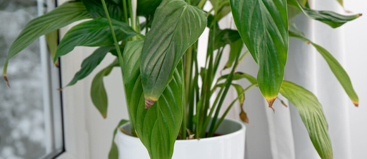 Houseplant Spathiphyllum commonly known as spath or peace lilies leaf tips turning brown. Causes can be over watering, temperature extremes, lack of watering or overfertilizing.