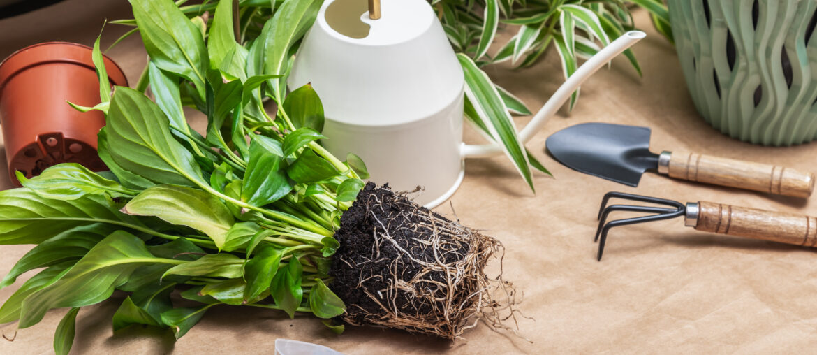 Spathiphyllum with root ball and gardening tools on the table. Transplantation and propagation of indoor houseplants. Caring for indoor plants. Gardening and floristry as a hobby. Diseases of flowers.