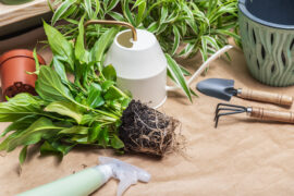 Spathiphyllum with root ball and gardening tools on the table. Transplantation and propagation of indoor houseplants. Caring for indoor plants. Gardening and floristry as a hobby. Diseases of flowers.