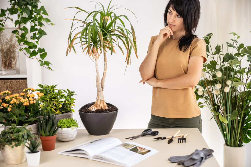 Female gardener thoughtfully looks at dry leaves of Beaucarnea, Ponytail palm, Nolina plant at workshop. Planting of home green plants indoors, home garden, gardening blog, Houseplant care concept