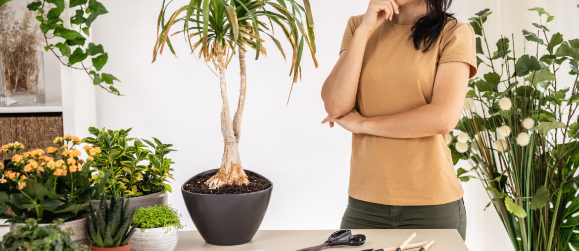 Female gardener thoughtfully looks at dry leaves of Beaucarnea, Ponytail palm, Nolina plant at workshop. Planting of home green plants indoors, home garden, gardening blog, Houseplant care concept