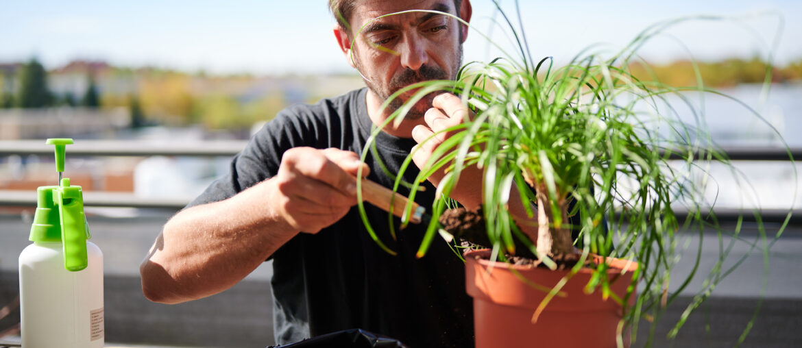 Man replanting plant in pot on terrace