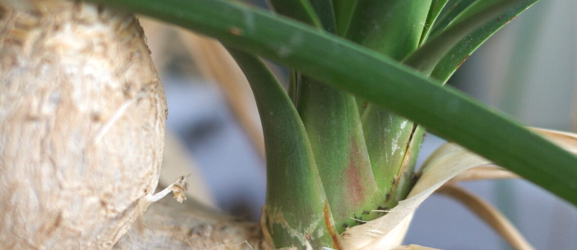 Ponytail palm (Beaucarnea recurvata) succulent houseplant close-up