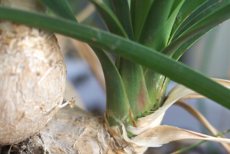 Ponytail palm (Beaucarnea recurvata) succulent houseplant close-up