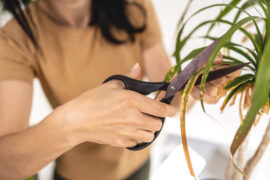 Close up of Female gardener hands cutting dry leaves of Beaucarnea, Ponytail palm, Nolina plant. Caring of home green plants indoors, spring waking up, home garden, gardening blog