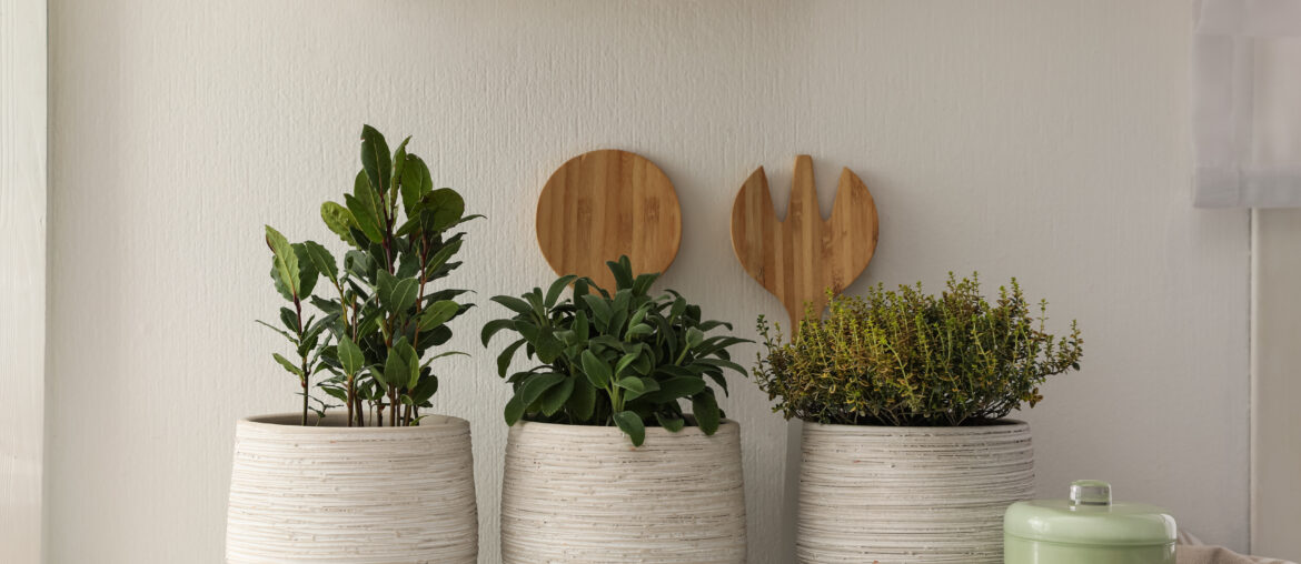 Different aromatic potted herbs on countertop in kitchen