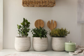 Different aromatic potted herbs on countertop in kitchen