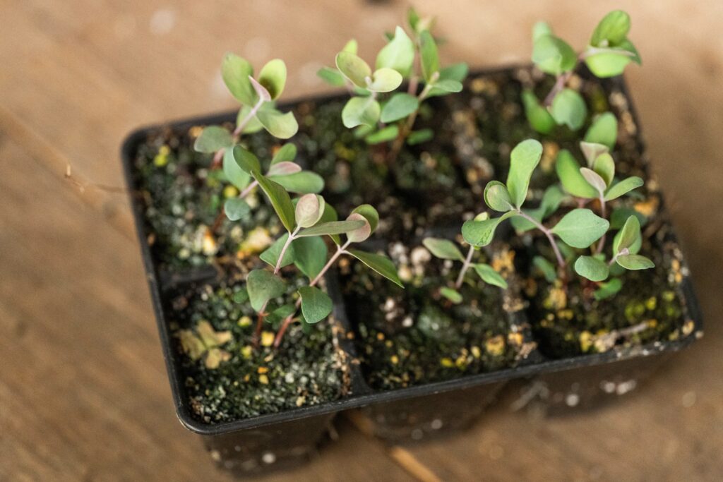 eucalyptus seedlings in black pots macro