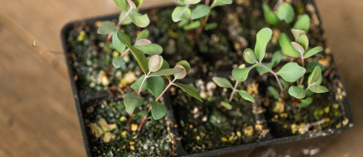 eucalyptus seedlings in black pots macro