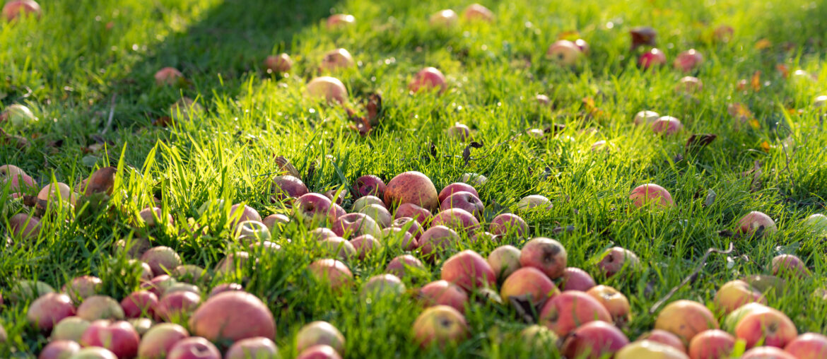 Apples, fall fruit