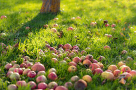 Apples, fall fruit