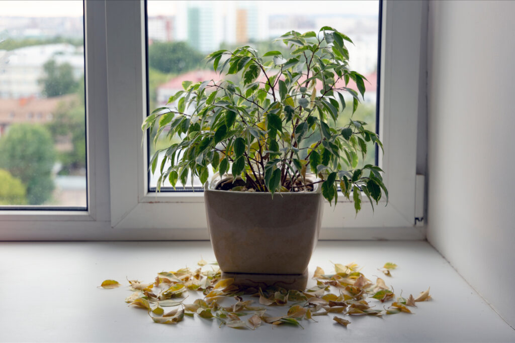 Take care of household plants and flowers. Flower got yellow and dry at home. Plant loosing dead yellow leaves