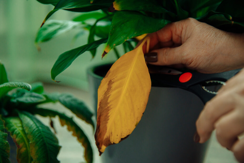 Pruning yellow leaves of indoor plants in spring. Pruning lengths of anthurium. High quality photo