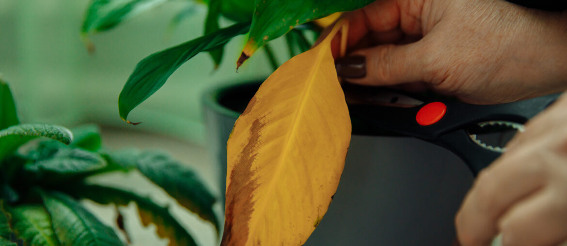 Pruning yellow leaves of indoor plants in spring. Pruning lengths of anthurium. High quality photo