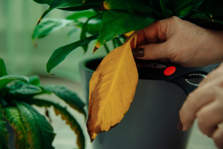 Pruning yellow leaves of indoor plants in spring. Pruning lengths of anthurium. High quality photo