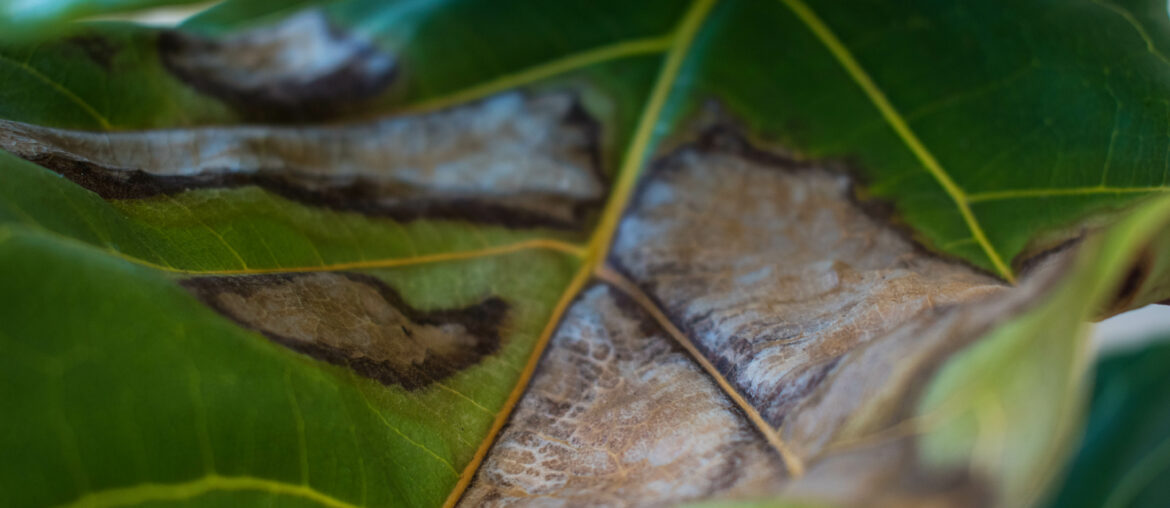 An underwatered fiddle leaf fig plant with brown spots. fiddle leaf fig care, erratic watering, house plant issues, troubles, inexperienced gardener concepts.