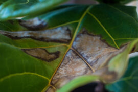 An underwatered fiddle leaf fig plant with brown spots. fiddle leaf fig care, erratic watering, house plant issues, troubles, inexperienced gardener concepts.