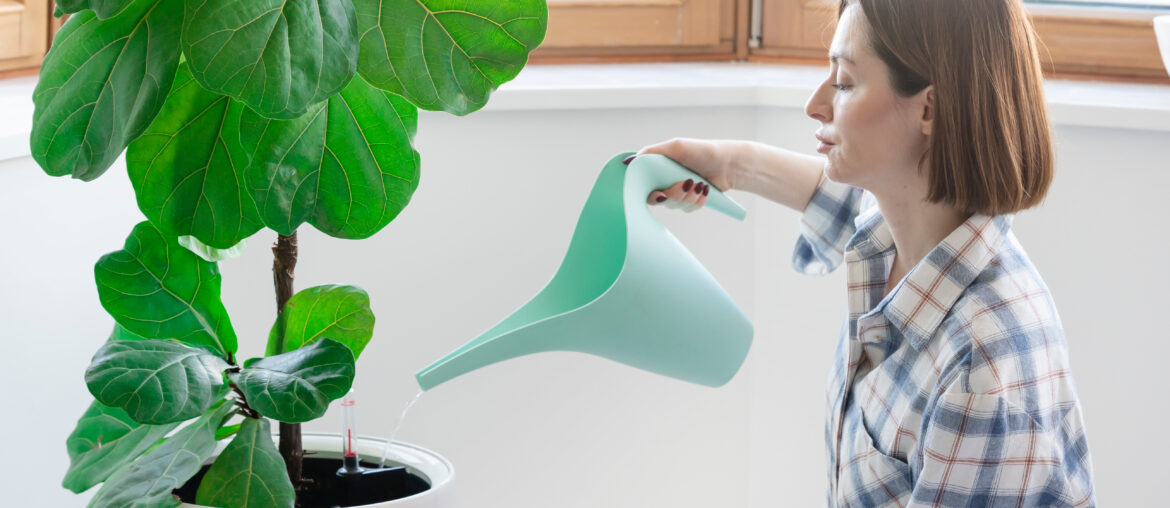 A young housewife takes care of her favourite plant  Fiddle-leaf fig