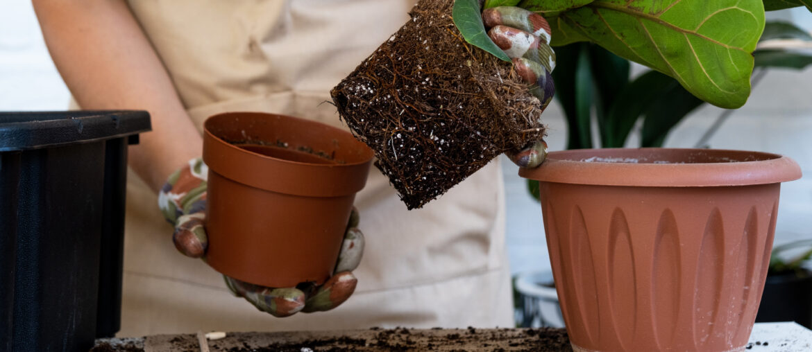 Transplanting a home plant Ficus lyrata into a new pot. A woman plants in a new soil. Caring and reproduction for a potted plant, hands close-up