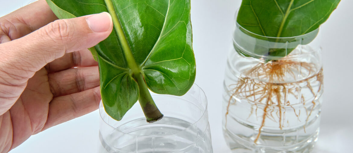 Fiddle Leaf Fig Propagation in Water by Cuttings with Reuse Plastic Bottle.