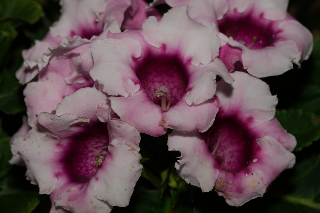 Avanti :  Avanti F1 hybrid gloxinia is the earliest single-flowering series on the market. |大岩桐