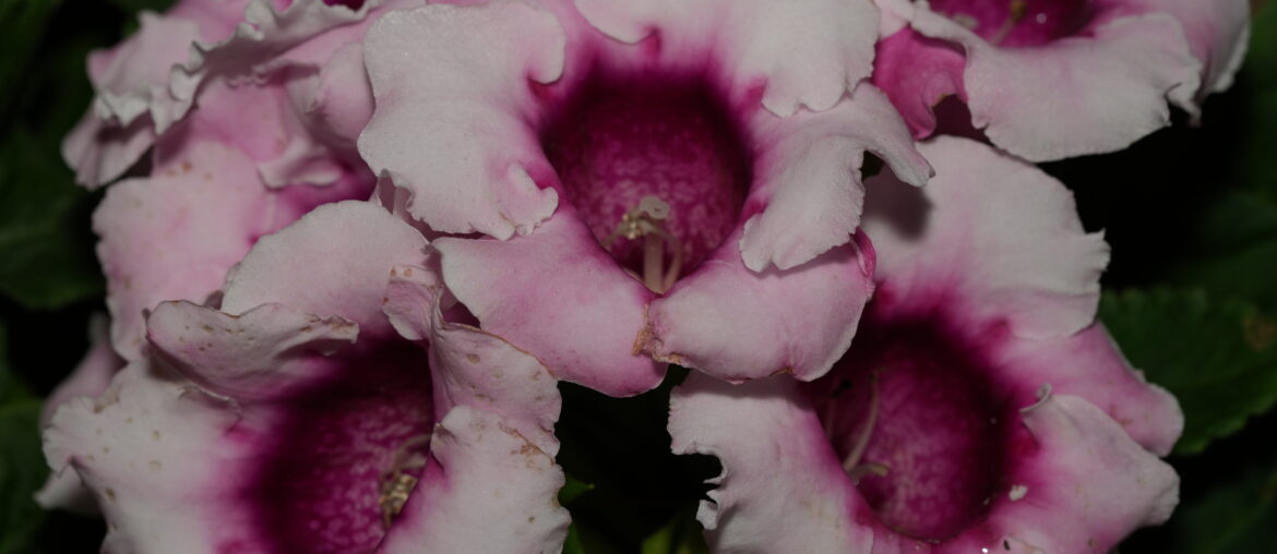 Avanti :  Avanti F1 hybrid gloxinia is the earliest single-flowering series on the market. |大岩桐