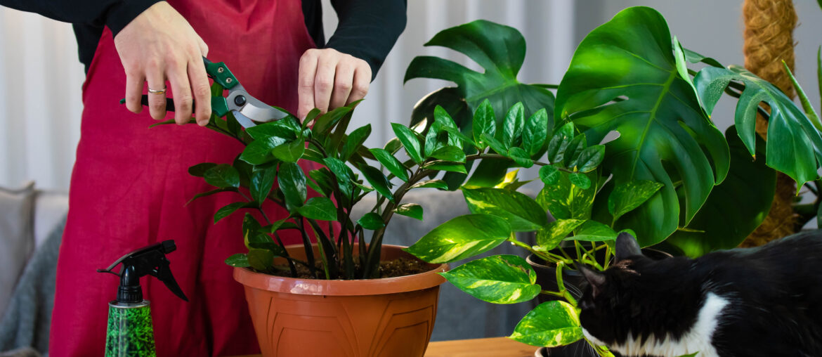 Hands of home gardener do pruning - removal or reduction of parts of a plant with secateurs. Cut of branch with leaves of Zamioculcas house plant. Funny Cat helps and play on background.