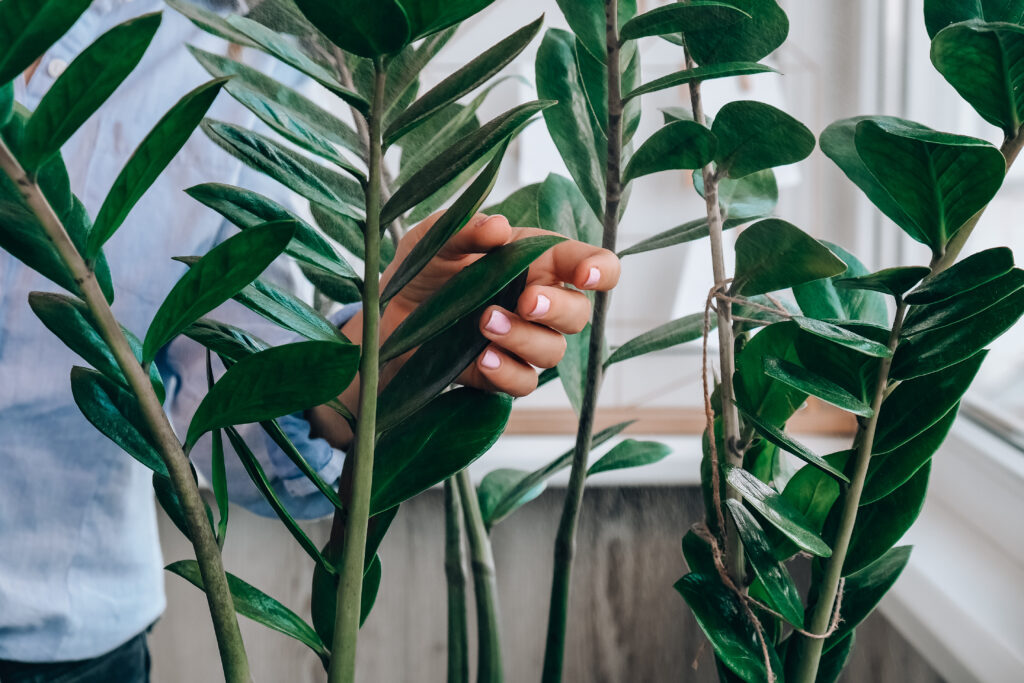 Wet home plants after spraying close-up. Woman spraying zamioculcas houseplant, moisturizes leaves during the heating season at home. Greenery at home.