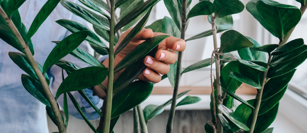 Wet home plants after spraying close-up. Woman spraying zamioculcas houseplant, moisturizes leaves during the heating season at home. Greenery at home.