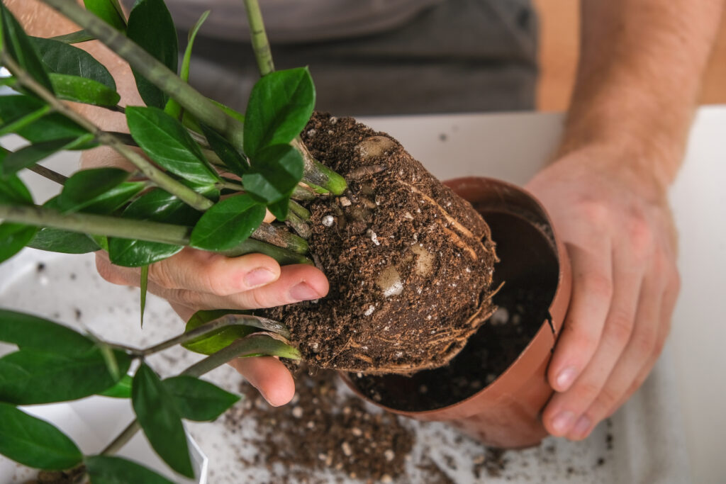 Transplanting Zamioculcas from a small pot to a large one. A man pulls a houseplant out of an old pot. Spring gardening.