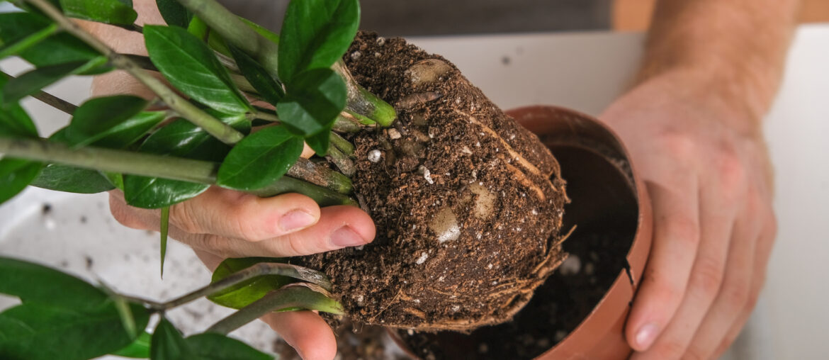 Transplanting Zamioculcas from a small pot to a large one. A man pulls a houseplant out of an old pot. Spring gardening.