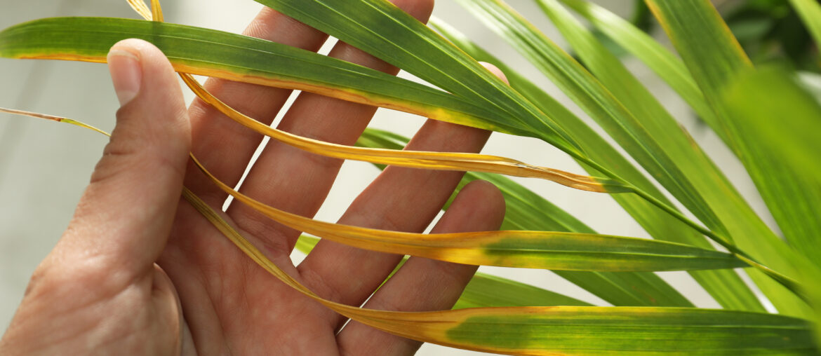 Woman near houseplant with leaf blight disease, closeup