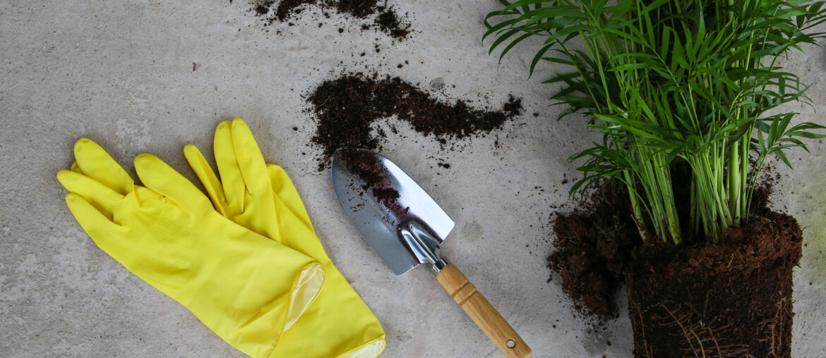 Transplanting areca palm flower into a pot on a concrete background. Top view.