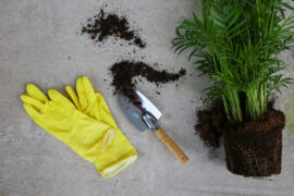 Transplanting areca palm flower into a pot on a concrete background. Top view.