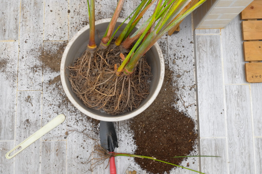 Areca palm repotting. Indoor house plant repotting. Indoor plant care in a small apartment. Entangled root separation. A man shows areca palm roots.