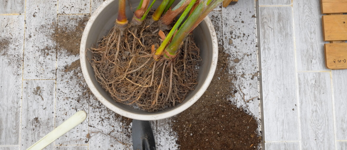 Areca palm repotting. Indoor house plant repotting. Indoor plant care in a small apartment. Entangled root separation. A man shows areca palm roots.