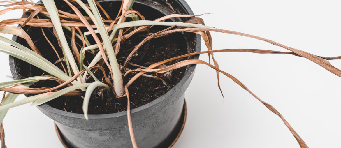 Flower pot with a dying plant. Dried leaves of chlorophytum. Close up.