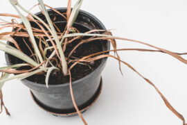 Flower pot with a dying plant. Dried leaves of chlorophytum. Close up.