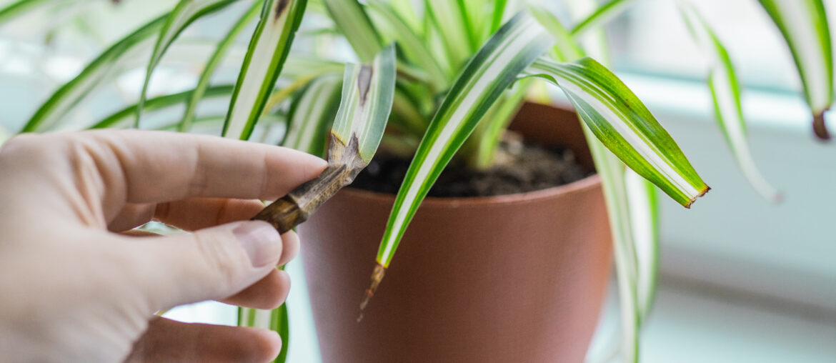 Chlorophytum house plant portrait with brown leaves. Home gardening concept. Brown stains on a leaf of a spider plant. Plant desease and home care. Urban Jungle theme.