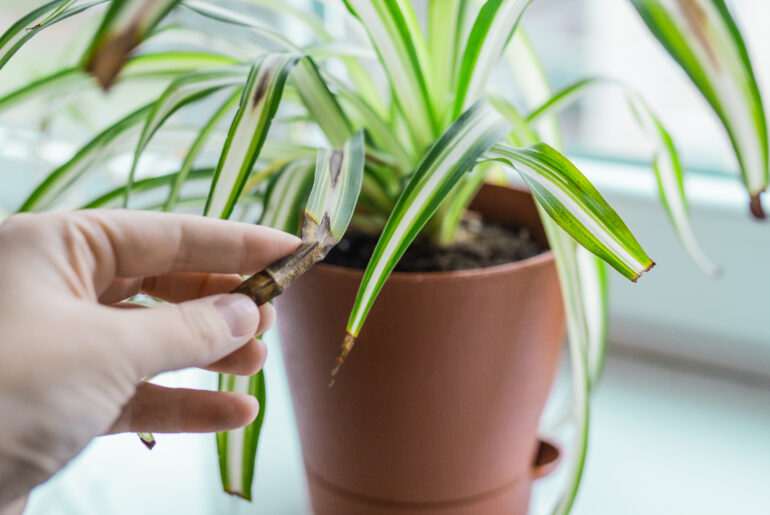 Chlorophytum house plant portrait with brown leaves. Home gardening concept. Brown stains on a leaf of a spider plant. Plant desease and home care. Urban Jungle theme.